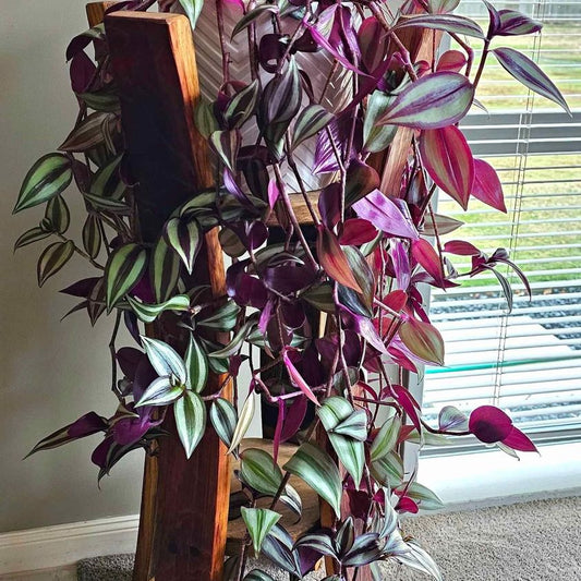 Tradescantia Zebrina (Wandering Jew)